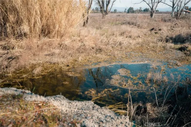a view of yard with trees