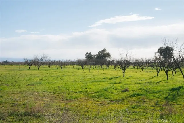 a green field with lots of trees