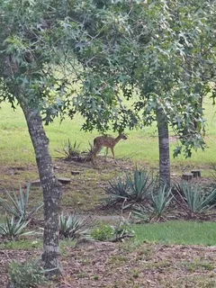 a view of a yard