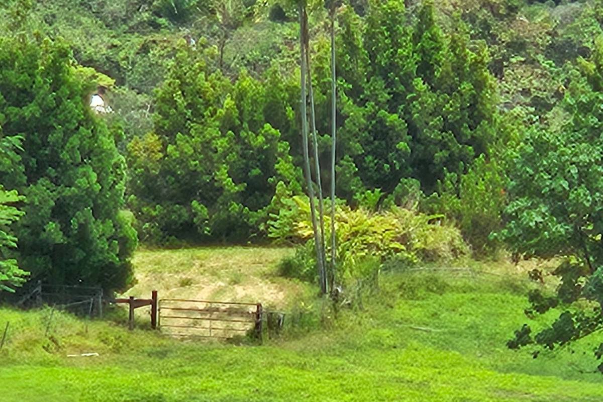 378 Akolea Road Hilo, HI 96720 - Photo 6 of 7