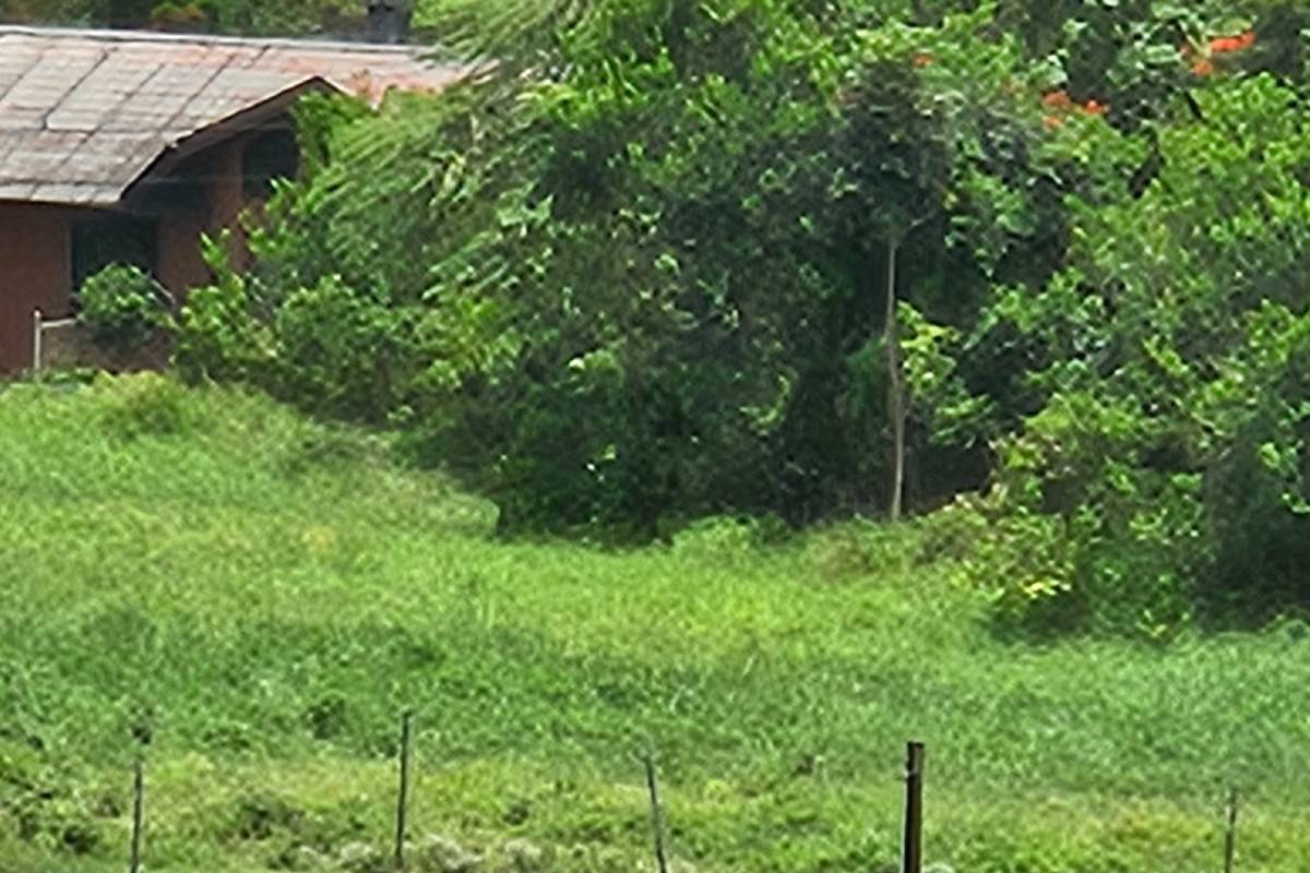 378 Akolea Road Hilo, HI 96720 - Photo 7 of 7