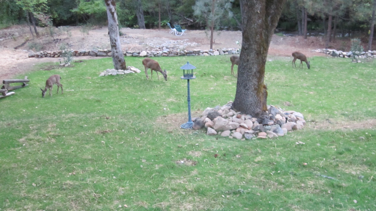 15495 Fawnridge Road French Gulch, CA 96033 - Photo 8 of 11 131