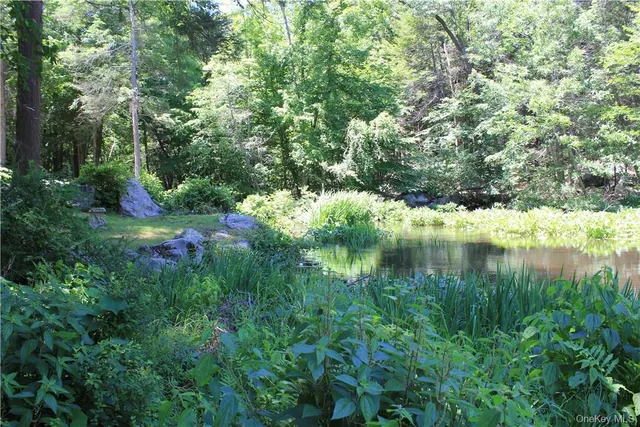 a view of a lush green forest