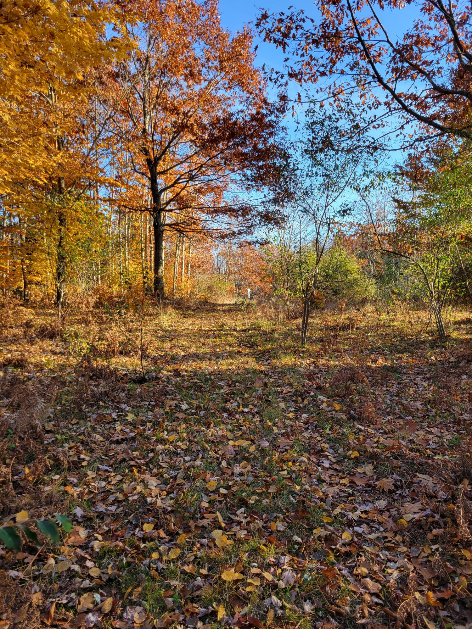 Smith Road Onekama, MI 49675 - Photo 6 of 27 Looking ESE