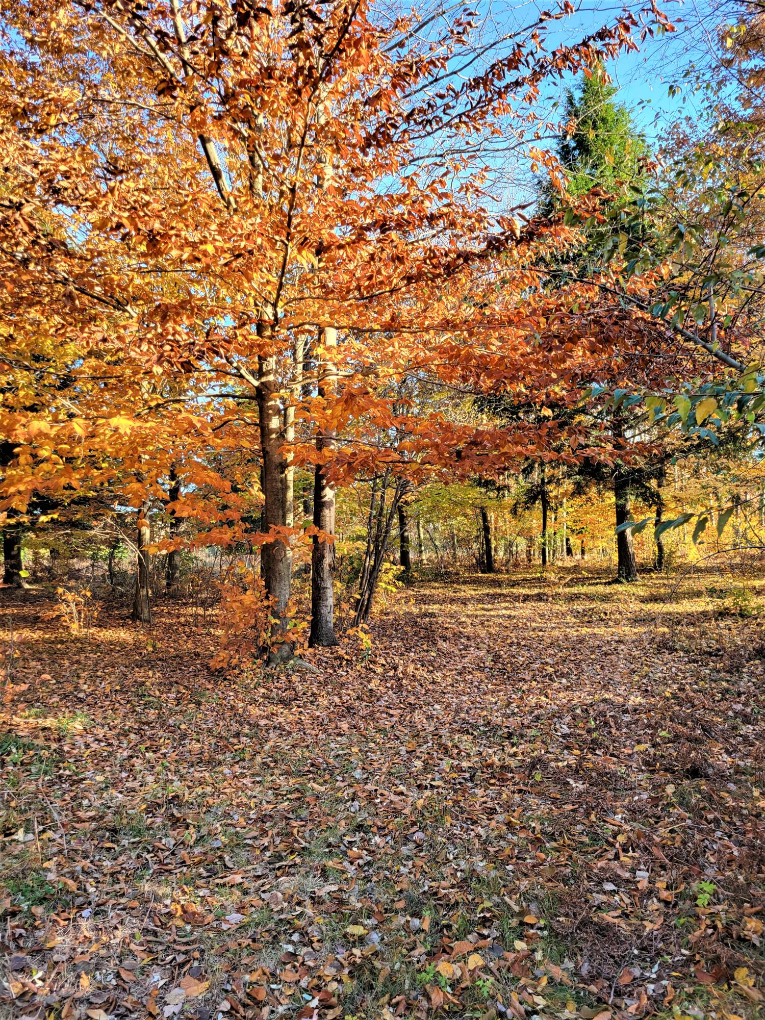 Smith Road Onekama, MI 49675 - Photo 7 of 27 Looking NW
