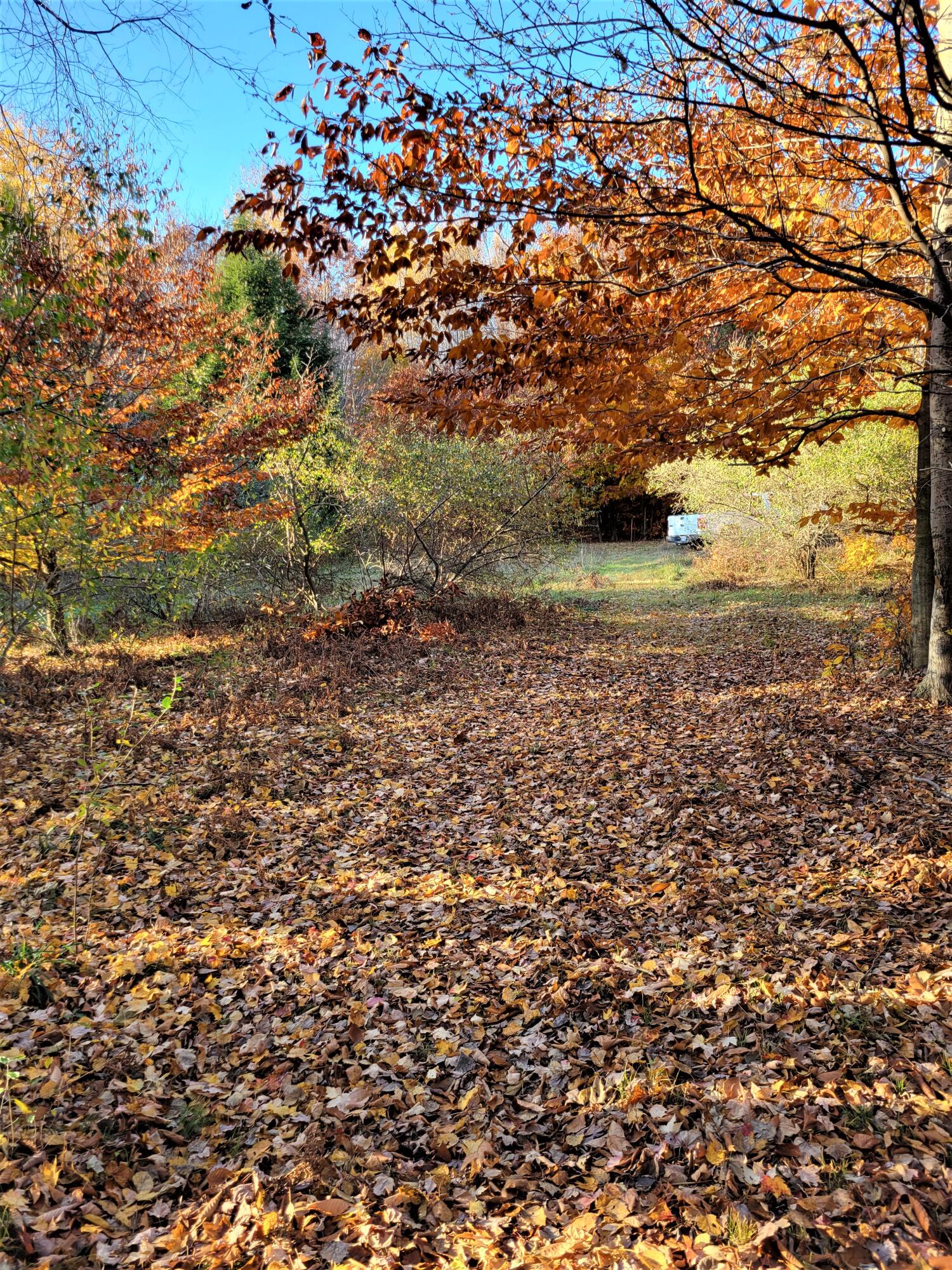 Smith Road Onekama, MI 49675 - Photo 8 of 27 Looking toward north corner