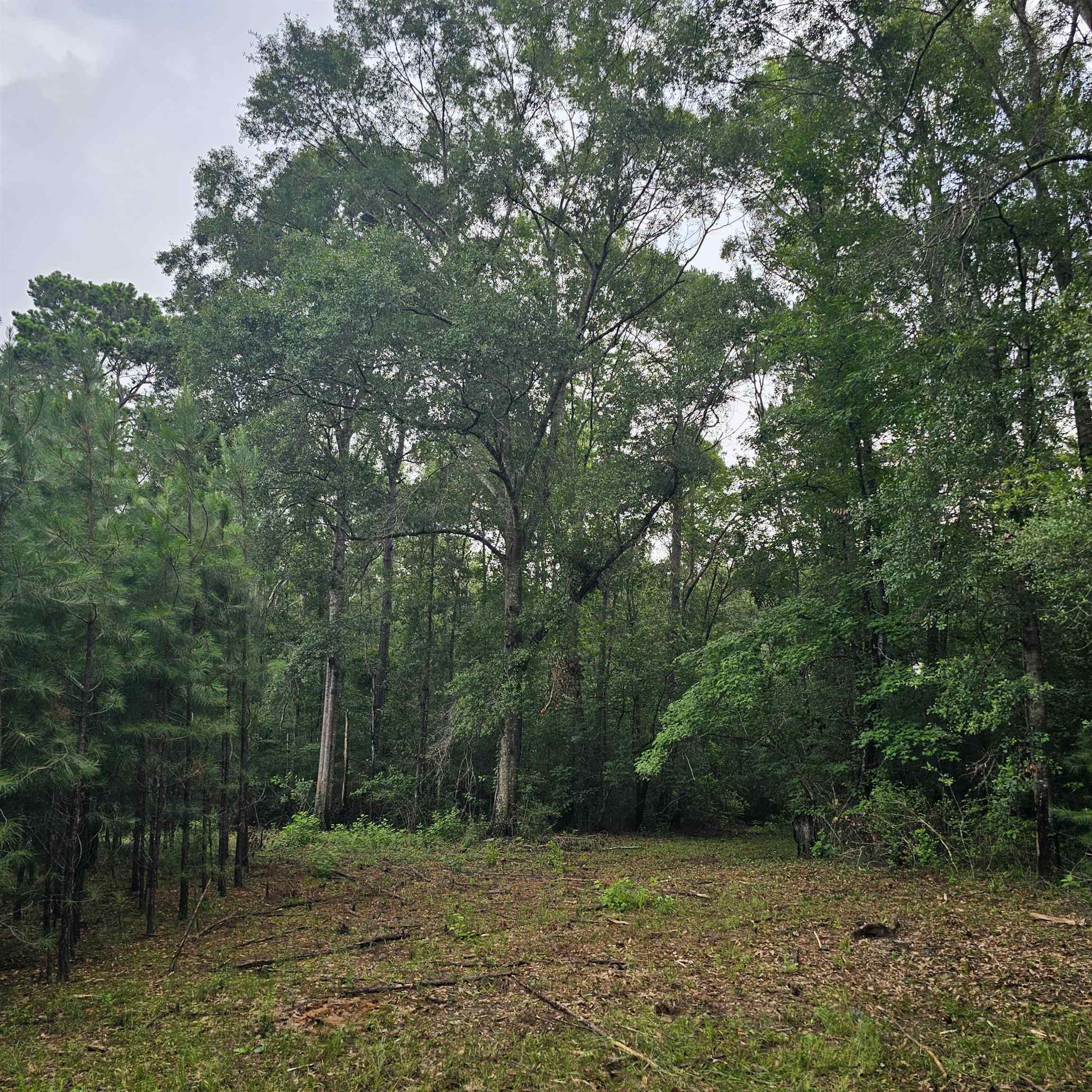 0 County Road 3110 Call, TX 75933 - Photo 24 of 40