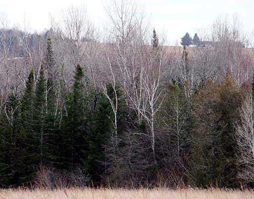 Lot 38 Fletcher Road Monticello, ME 04760 - Photo 6 of 13 Land.