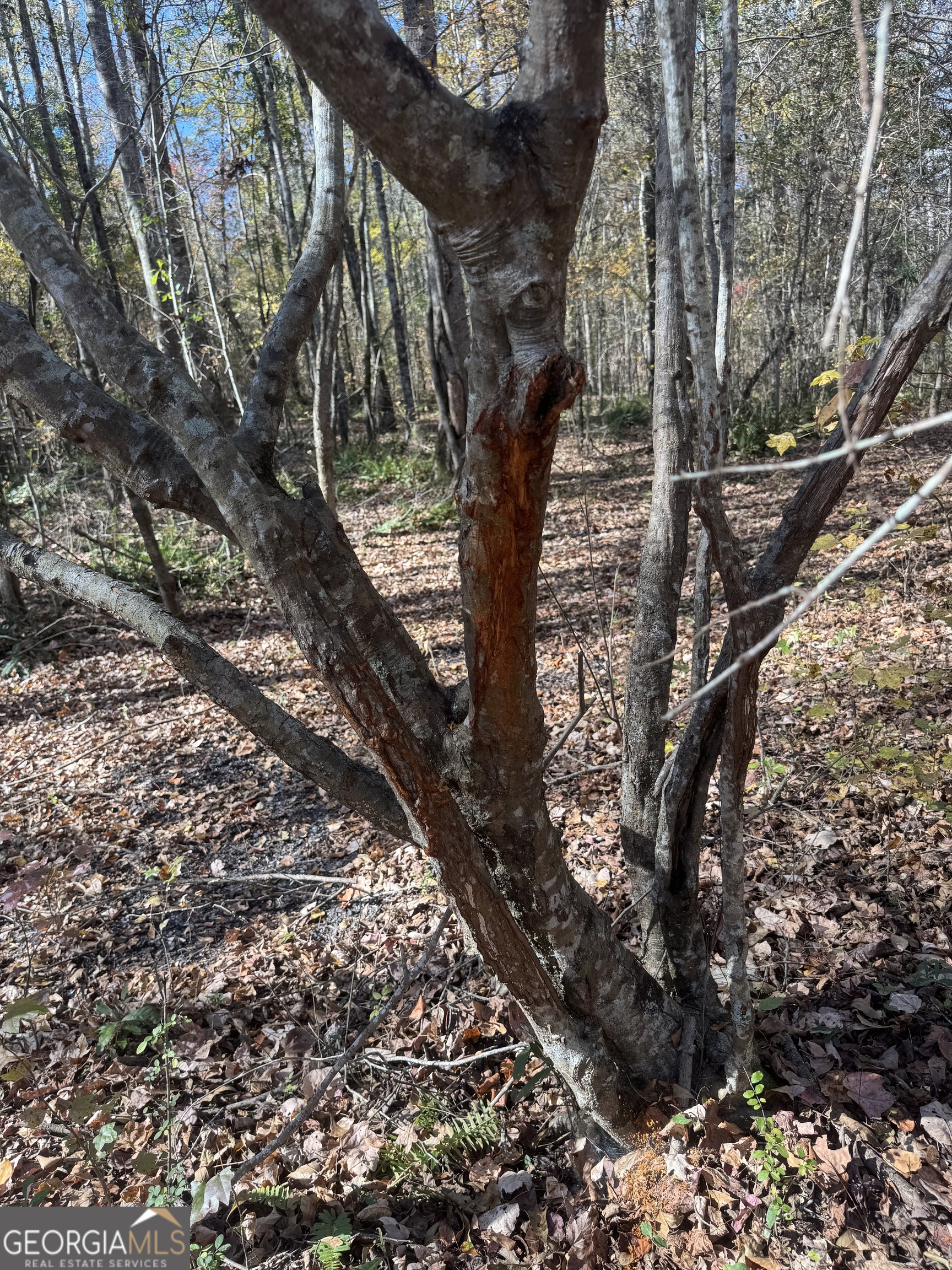 151 West Drummond Road West Point, GA 31833 - Photo 4 of 10 a picture of tree