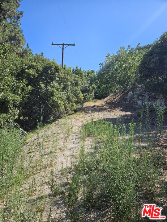 3923 Deer Avenue Sherman Oaks, CA 91423 - Photo 5 of 16 a plant in a yard with wooden fence