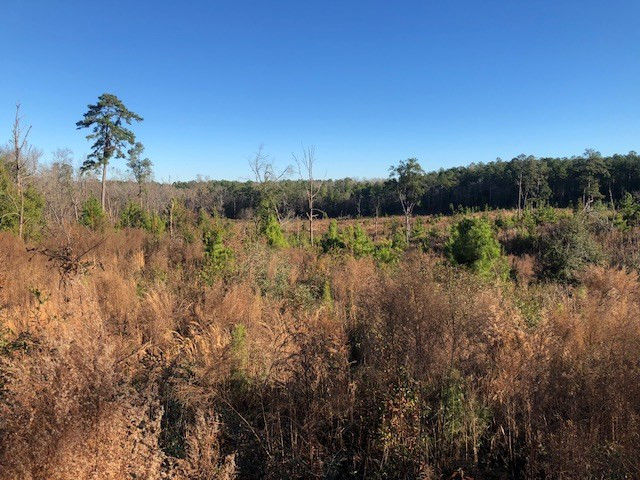 Tbd Old Belleville Road St. Matthews, SC 29135 - Photo 4 of 10 Photo 4
