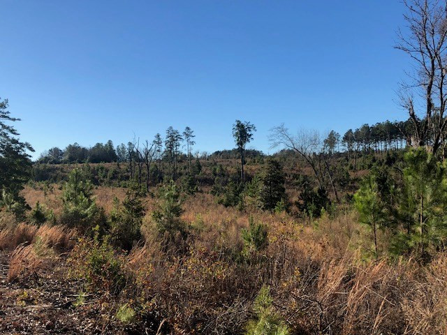 Tbd Old Belleville Road St. Matthews, SC 29135 - Photo 5 of 10 Photo 5