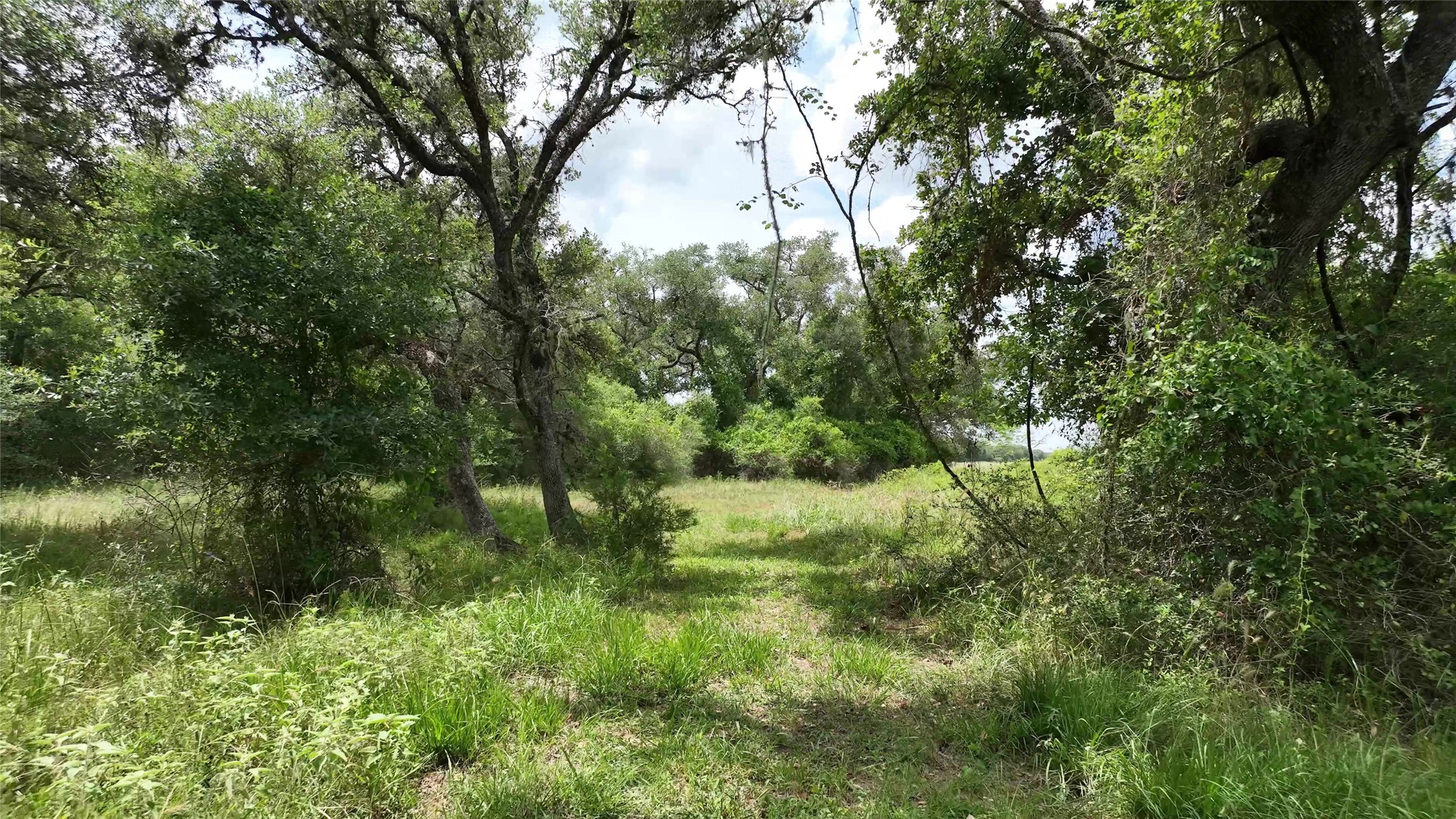 2003 Oak Ridge Road Weimar, TX 78962 - Photo 32 of 35 a view of outdoor space and trees