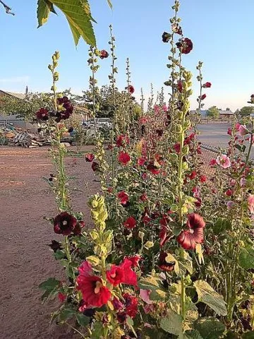 $198,000 | 5119 Wildflower Street, Las Cruces, NM 88011