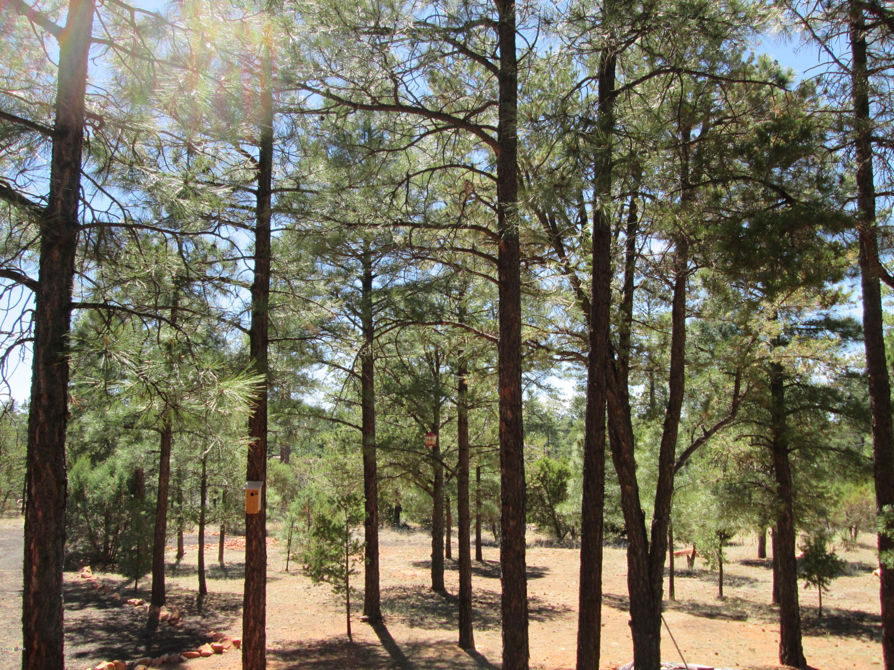 3048 Aspen Road Overgaard, AZ 85933 - Photo 4 of 36 a view of forest
