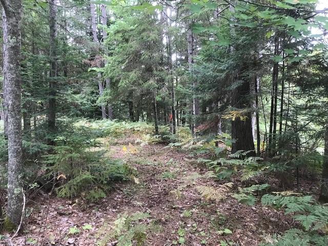 Lot 3 Ryan Rpds Bluff Rhinelander, WI 54501 - Photo 13 of 18 Gallery Image 13