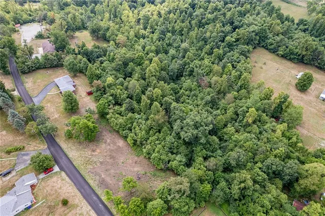 a view of a yard with plants and large trees