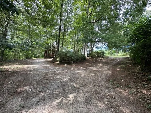 a view of a forest with trees in the background