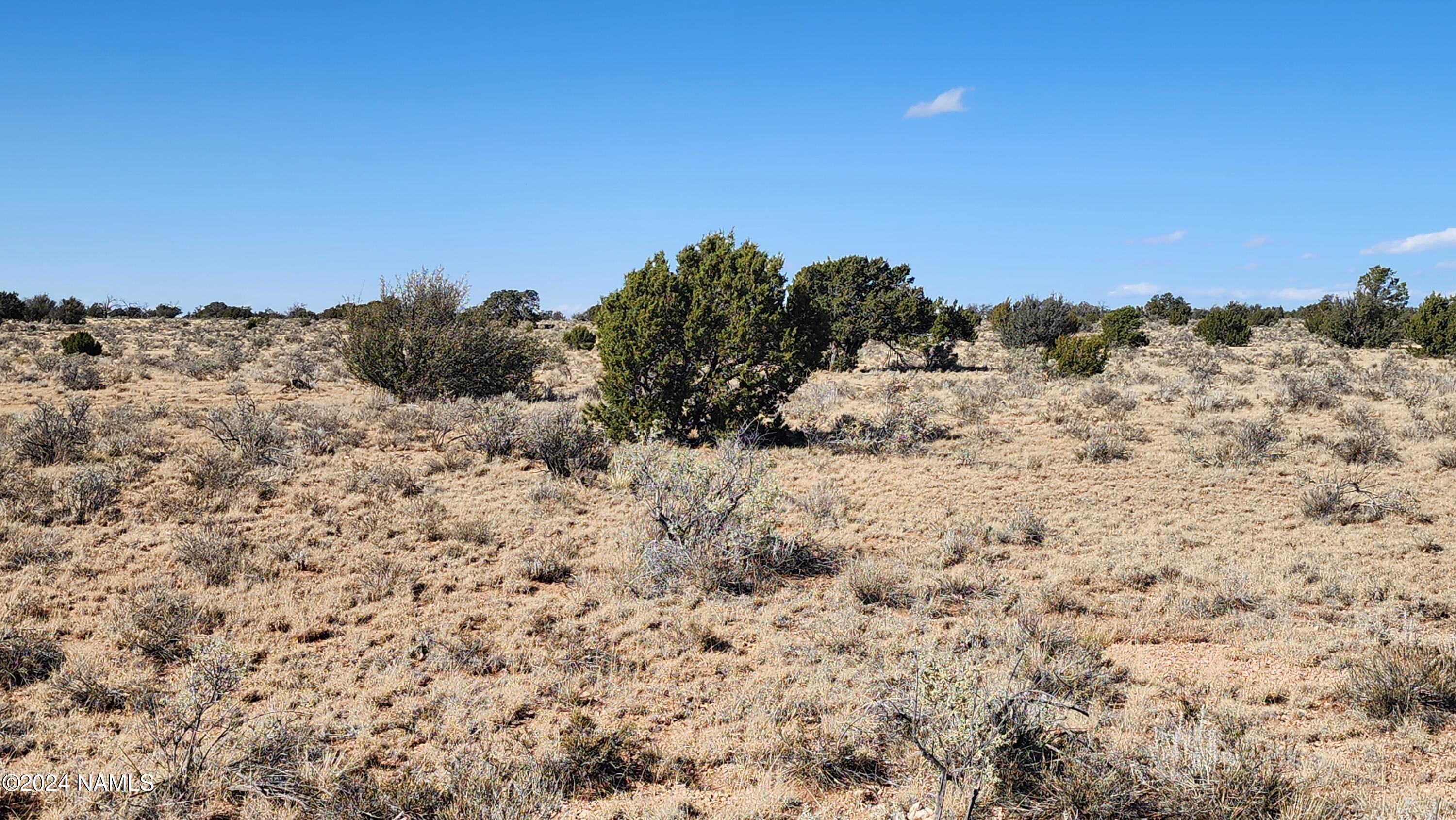 3433 Red Butte Road Williams, AZ 86046 - Photo 3 of 10 a view of a dry yard with a tree