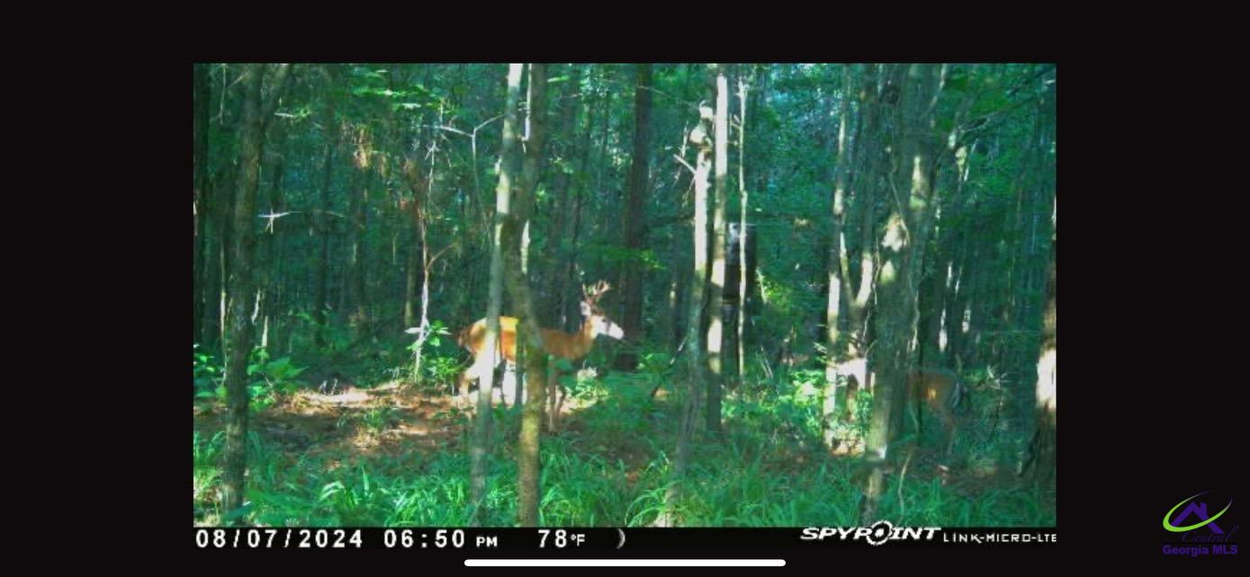 241 Henderson Springs Road Elko, GA 31025 - Photo 36 of 37 Gallery Image 36