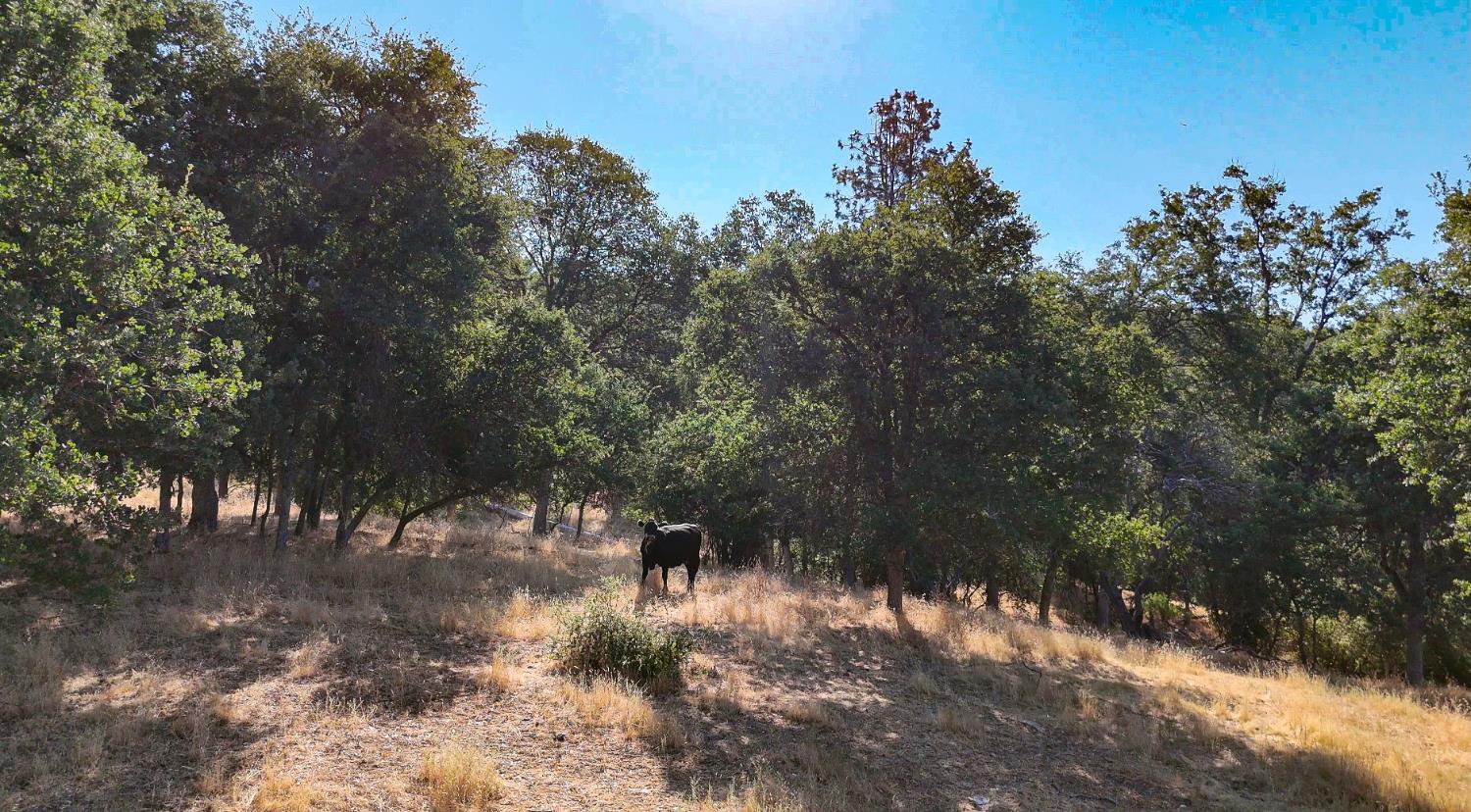 0 Whitaker Forest Road Miramonte, CA 93603 - Photo 15 of 78 a view of a yard