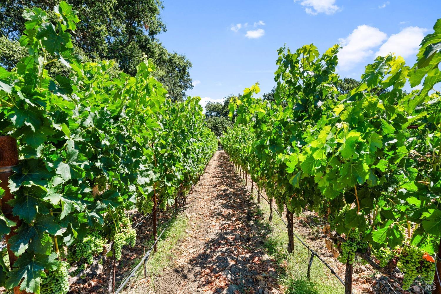 3140 Big Ranch Road Napa, CA 94558 - Photo 46 of 59 Approximately 1 acre of vineyards consisting of Cabernet Sauvignon, Merlot, and Cab Franc vines.