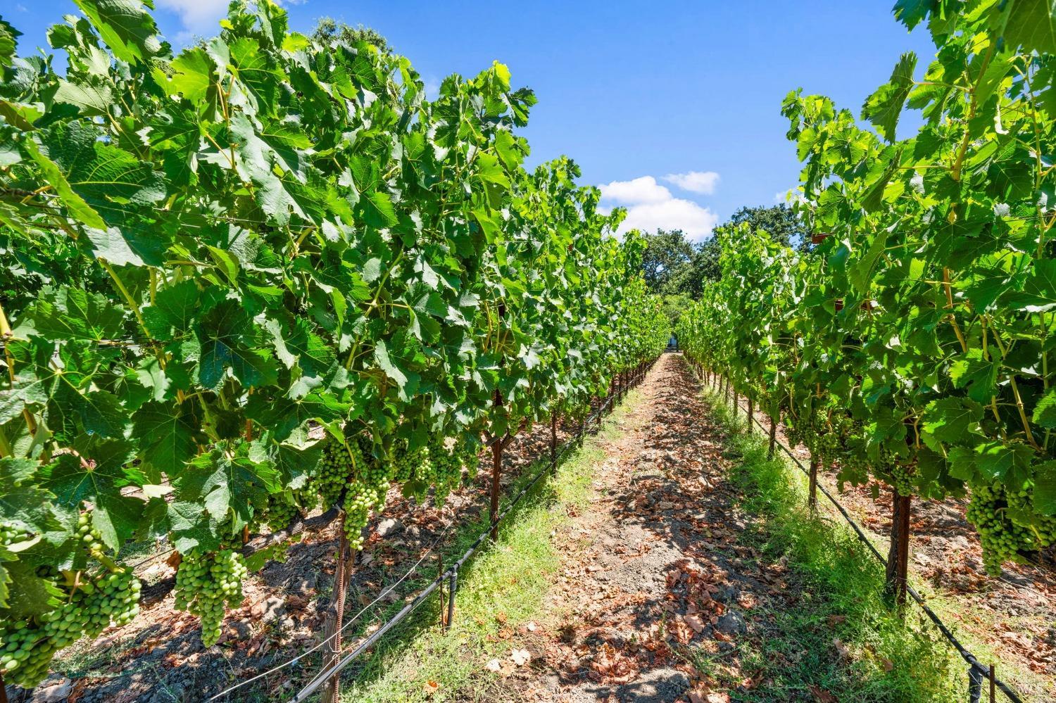 3140 Big Ranch Road Napa, CA 94558 - Photo 47 of 59