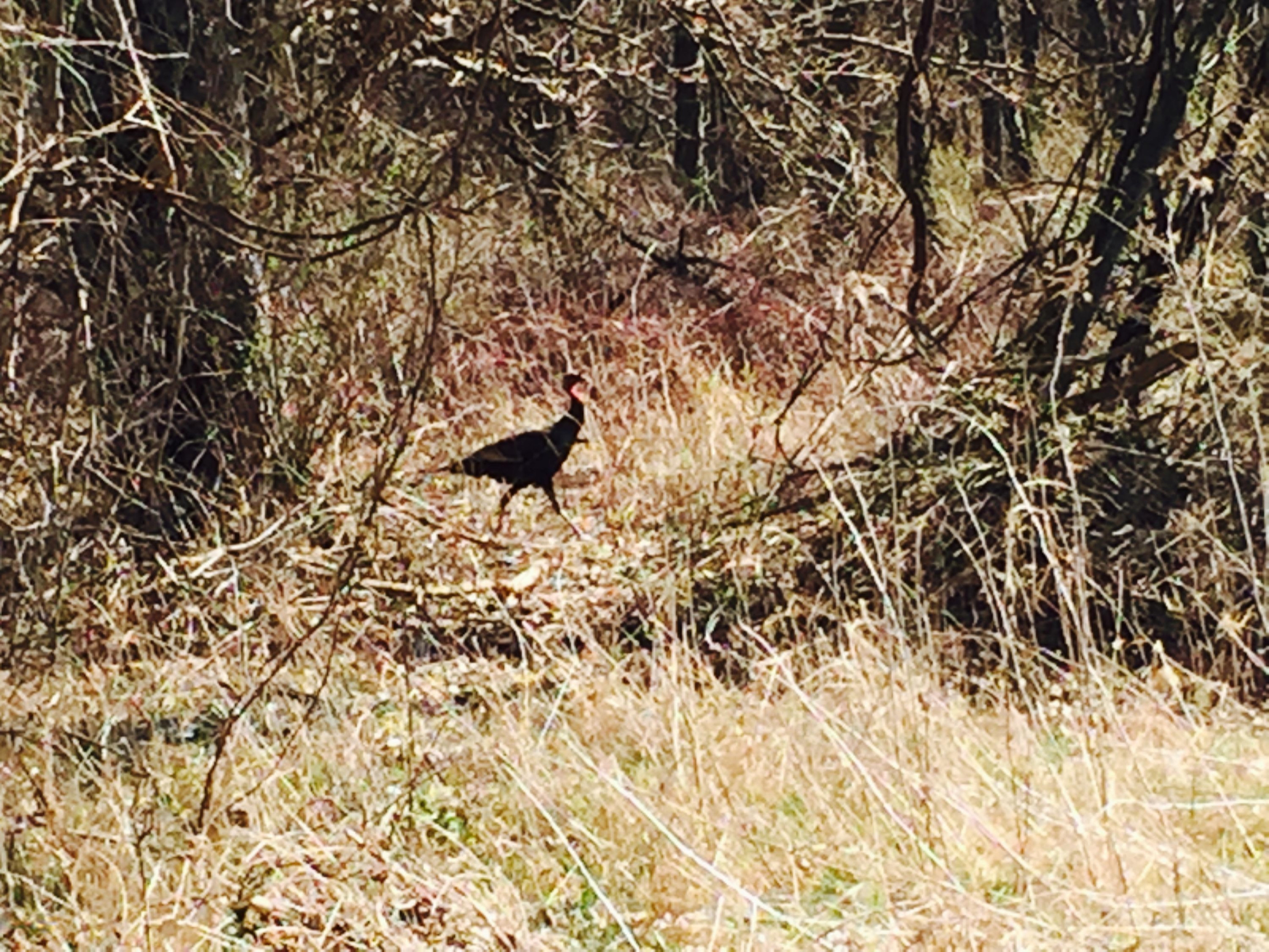 4138 Hanover Road Three Oaks, MI 49128 - Photo 18 of 20 Turkey
