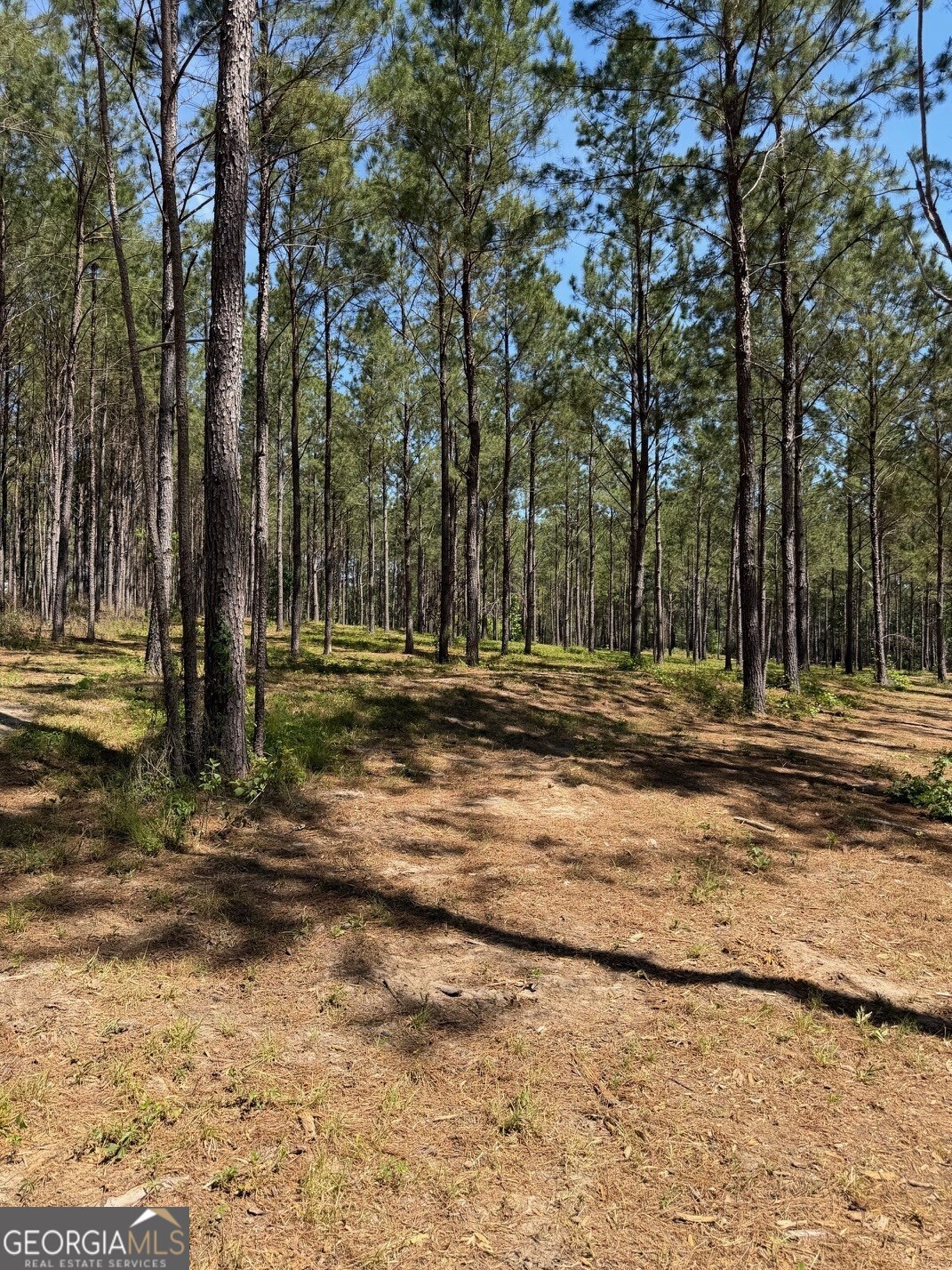 12-acres Collins Road Cairo, GA 39828 - Photo 2 of 12