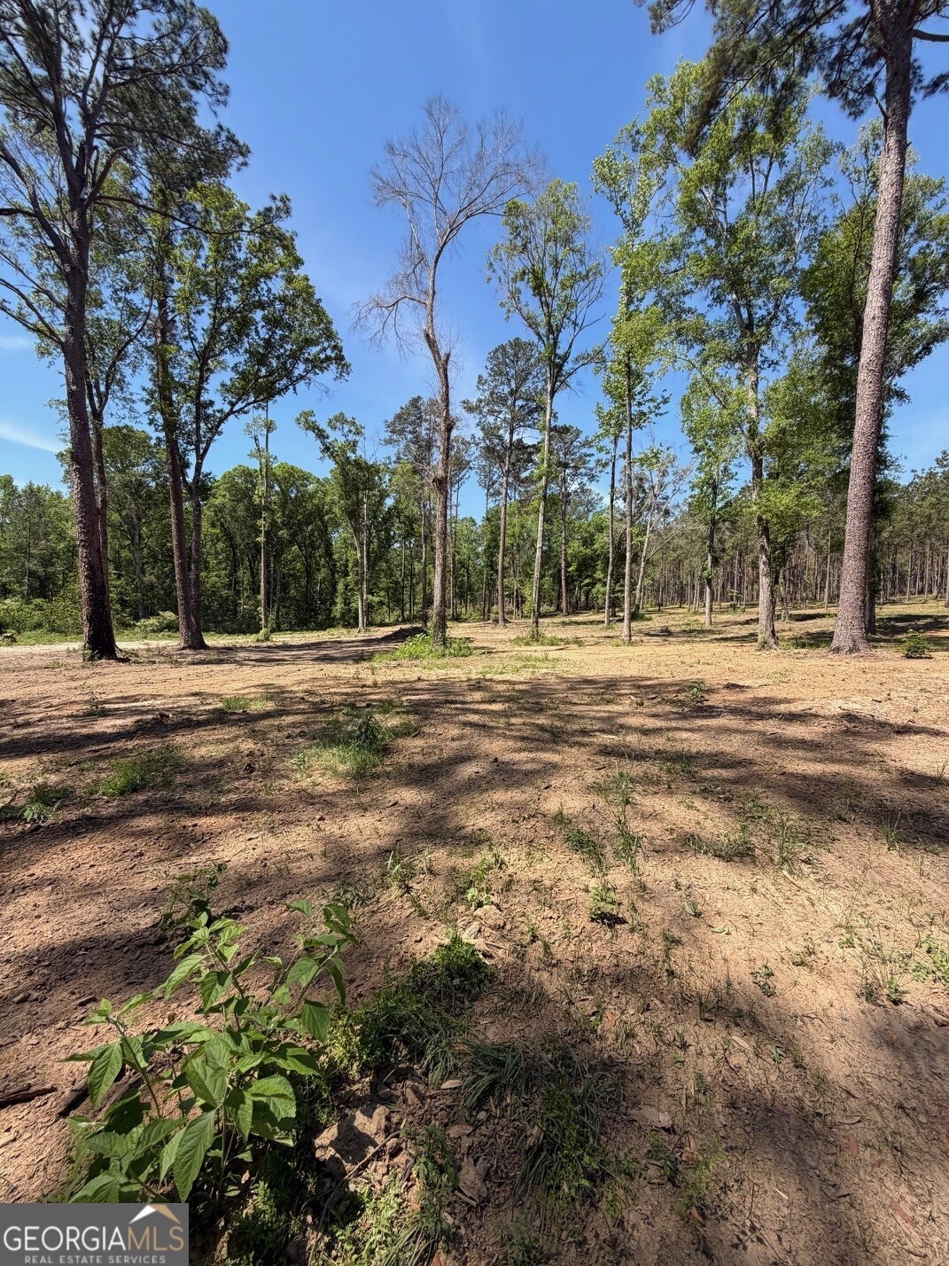 12-acres Collins Road Cairo, GA 39828 - Photo 5 of 12