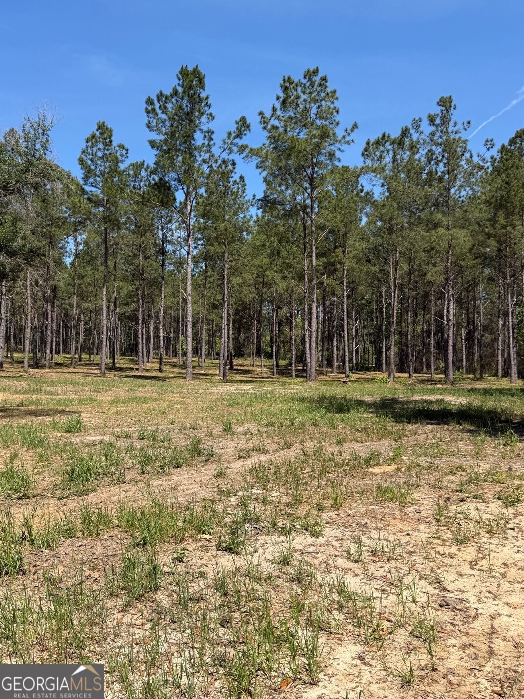 12-acres Collins Road Cairo, GA 39828 - Photo 6 of 12