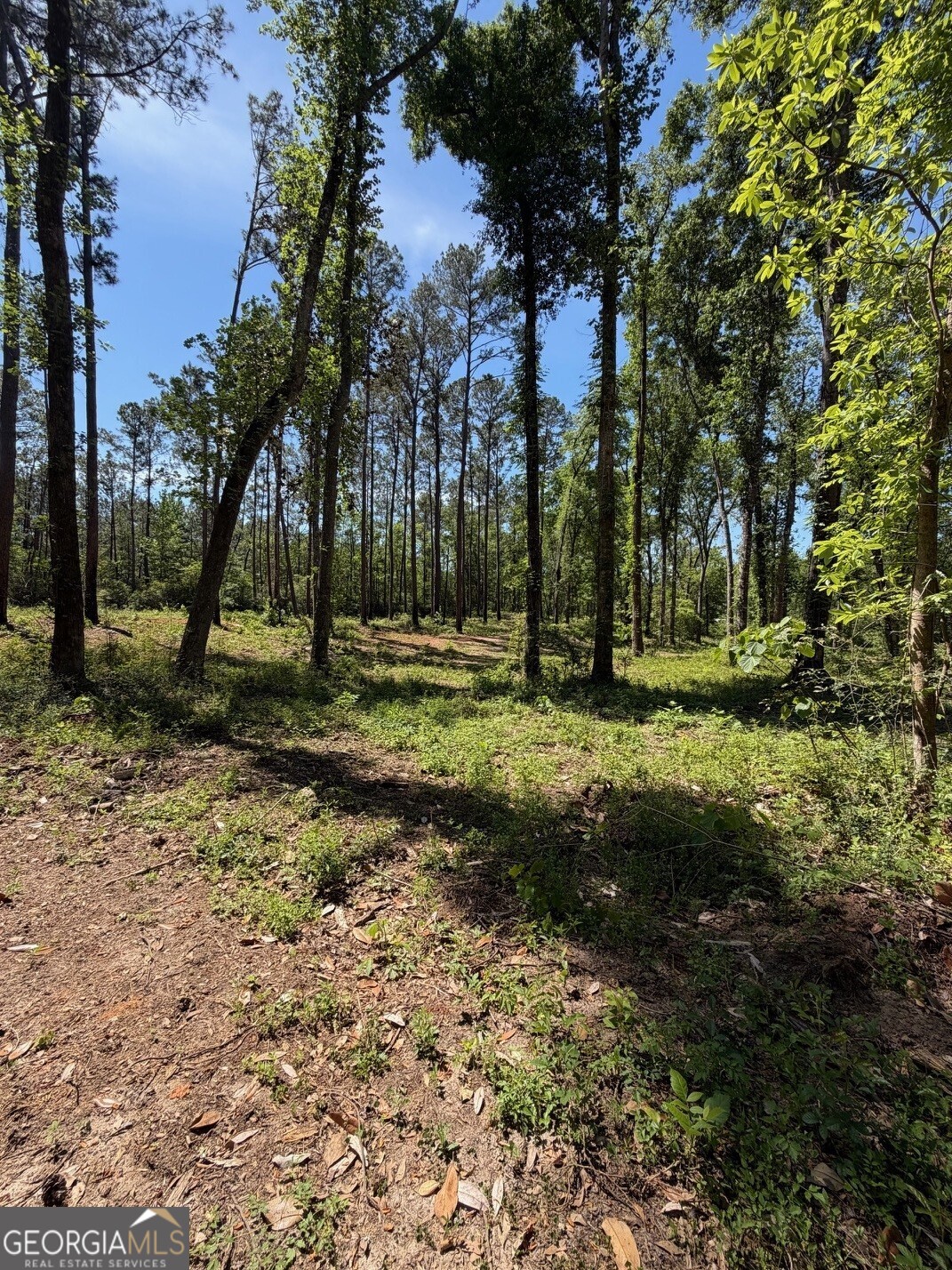 12-acres Collins Road Cairo, GA 39828 - Photo 8 of 12