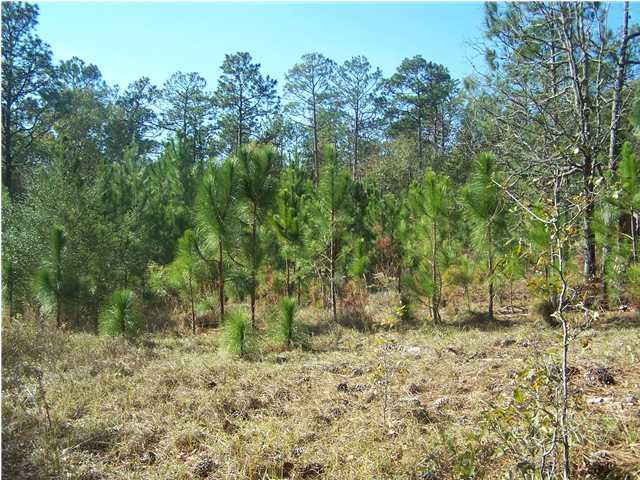Xx Scott Road, Unit 22 8 ACRES Westville, FL 32464 - Photo 3 of 5 a view of a yard with plants and trees
