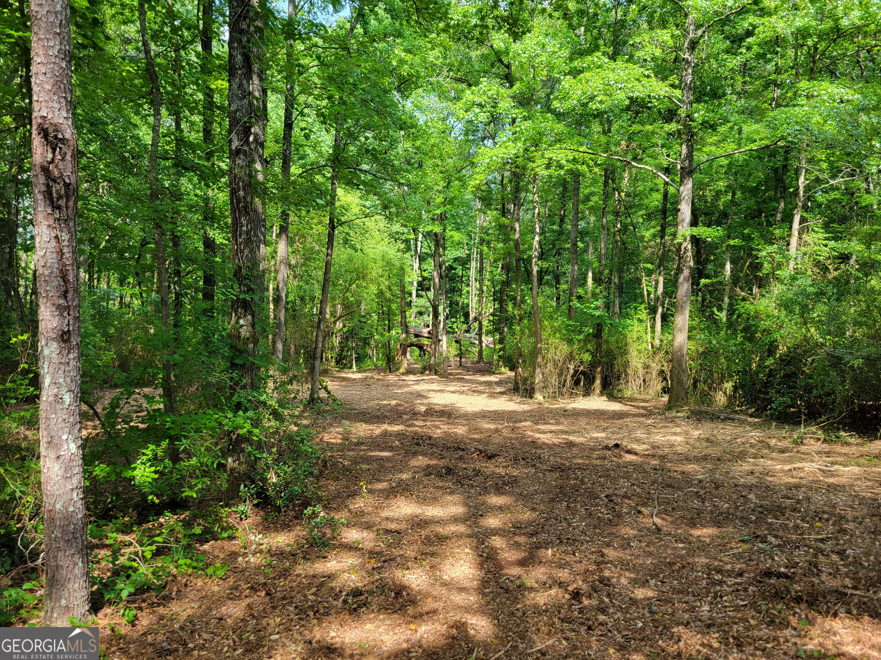 2200 Rest Haven Road Yatesville, GA 31097 - Photo 3 of 6 a view of a yard with large trees