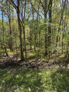 a view of a forest that has large trees