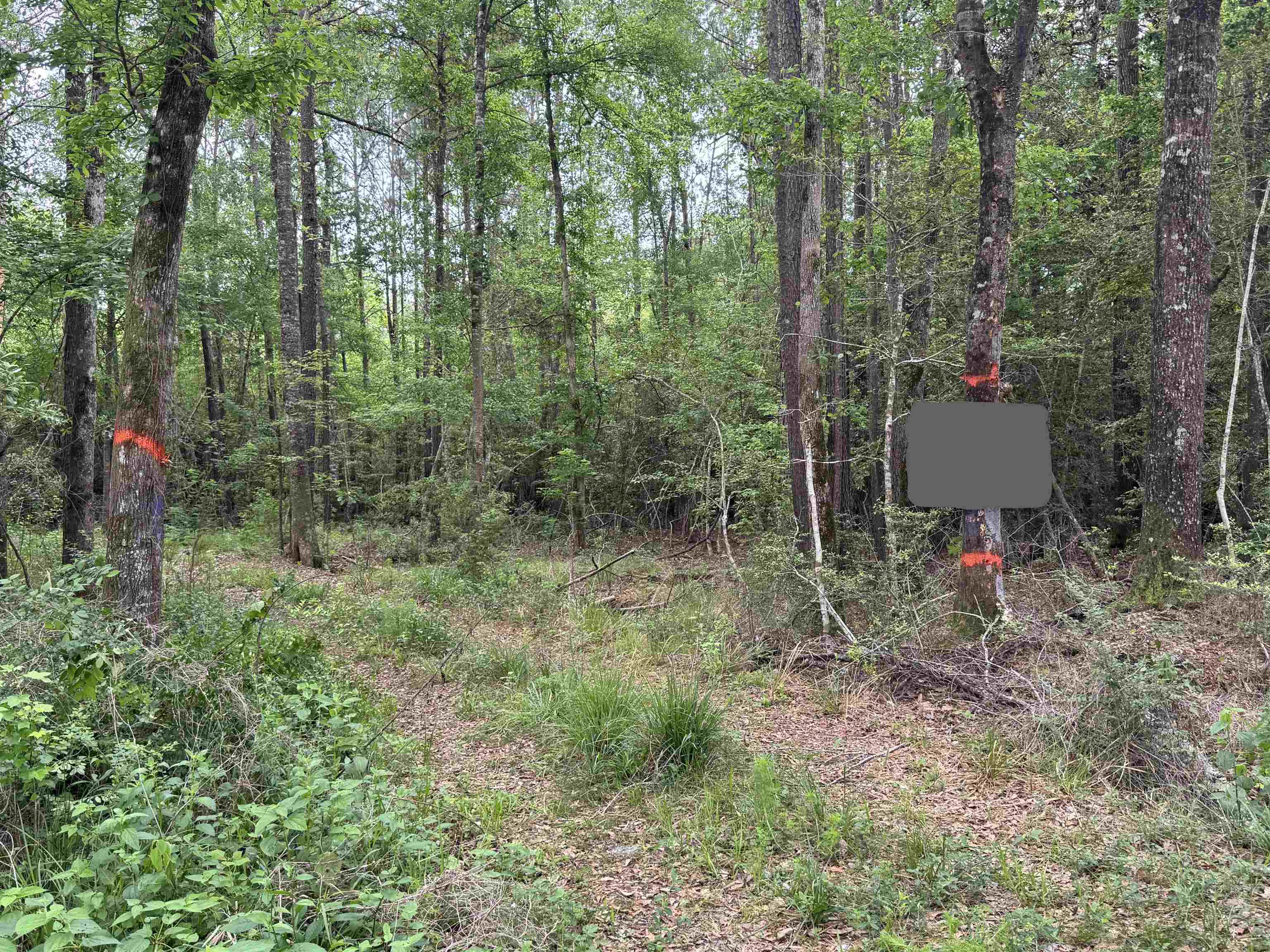 Tbd South Mill Creek Road Silsbee, TX 77656 - Photo 12 of 15