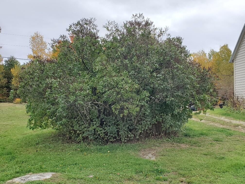 816 Foster Hill Road Strong, ME 04983 - Photo 53 of 83 20211010_115149_resized