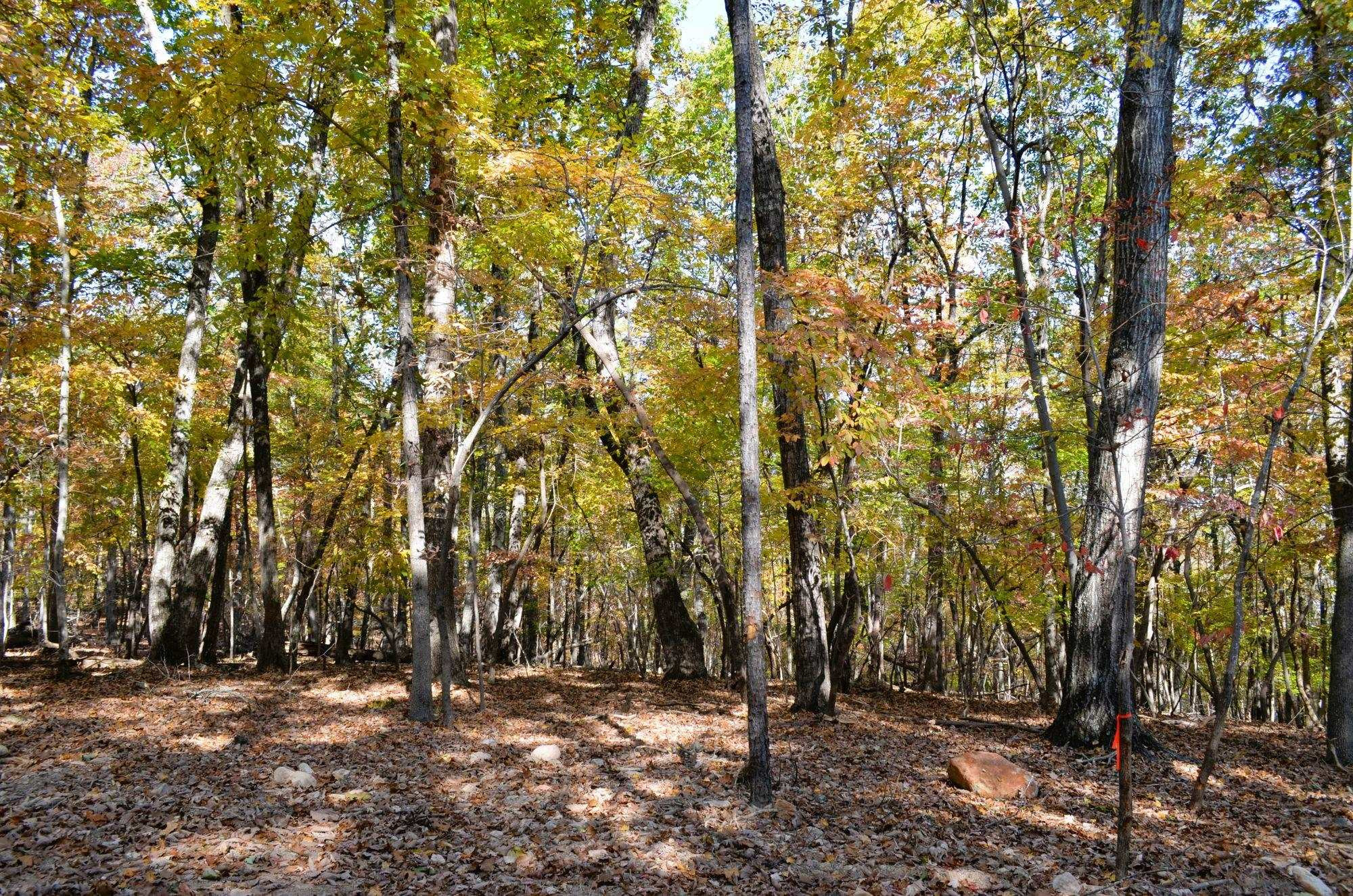 29 Fire Tower Drive Rougemont, NC 27572 - Photo 3 of 8 a view of outdoor space and trees