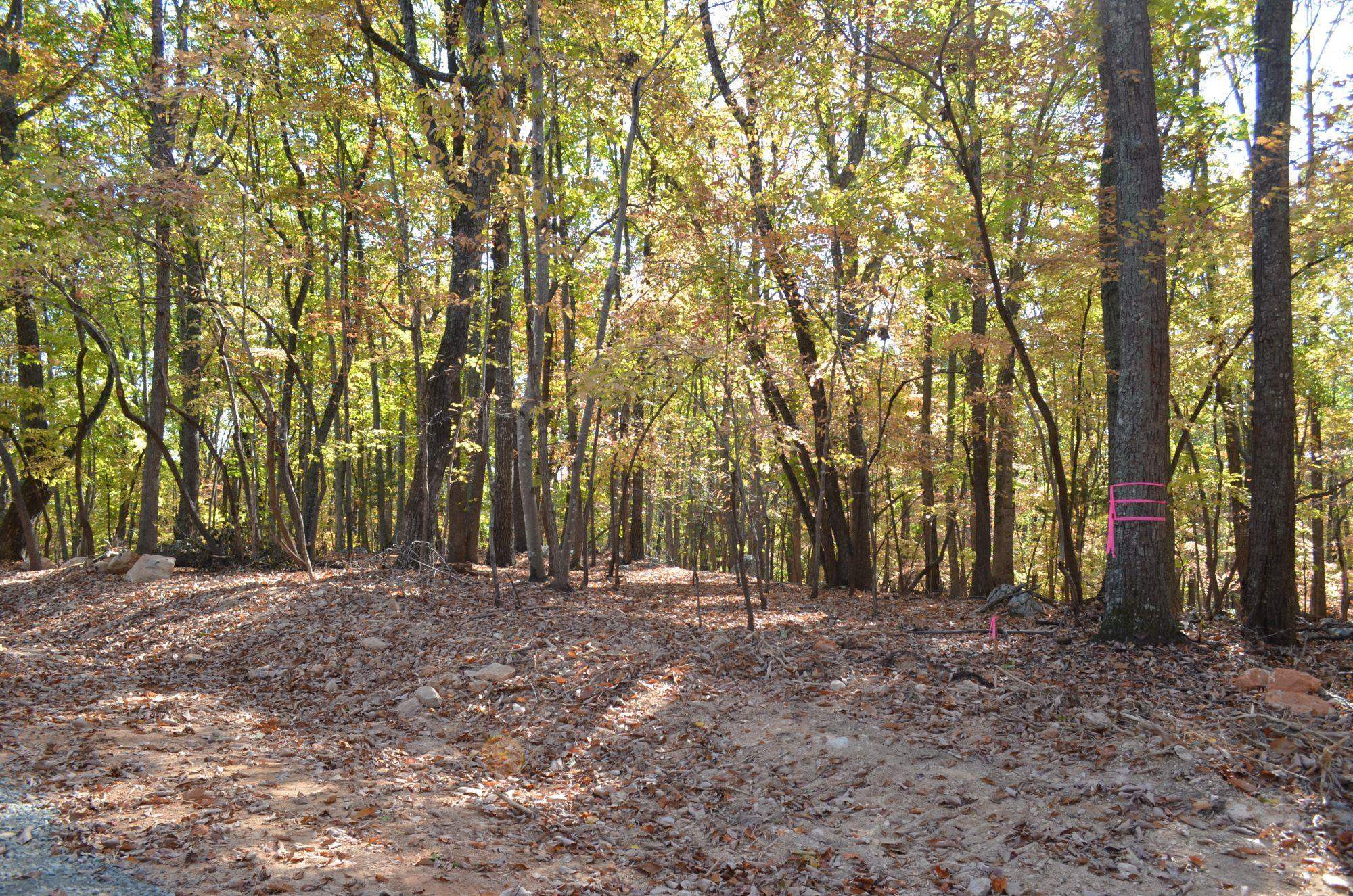 29 Fire Tower Drive Rougemont, NC 27572 - Photo 4 of 8 a view of outdoor space with trees