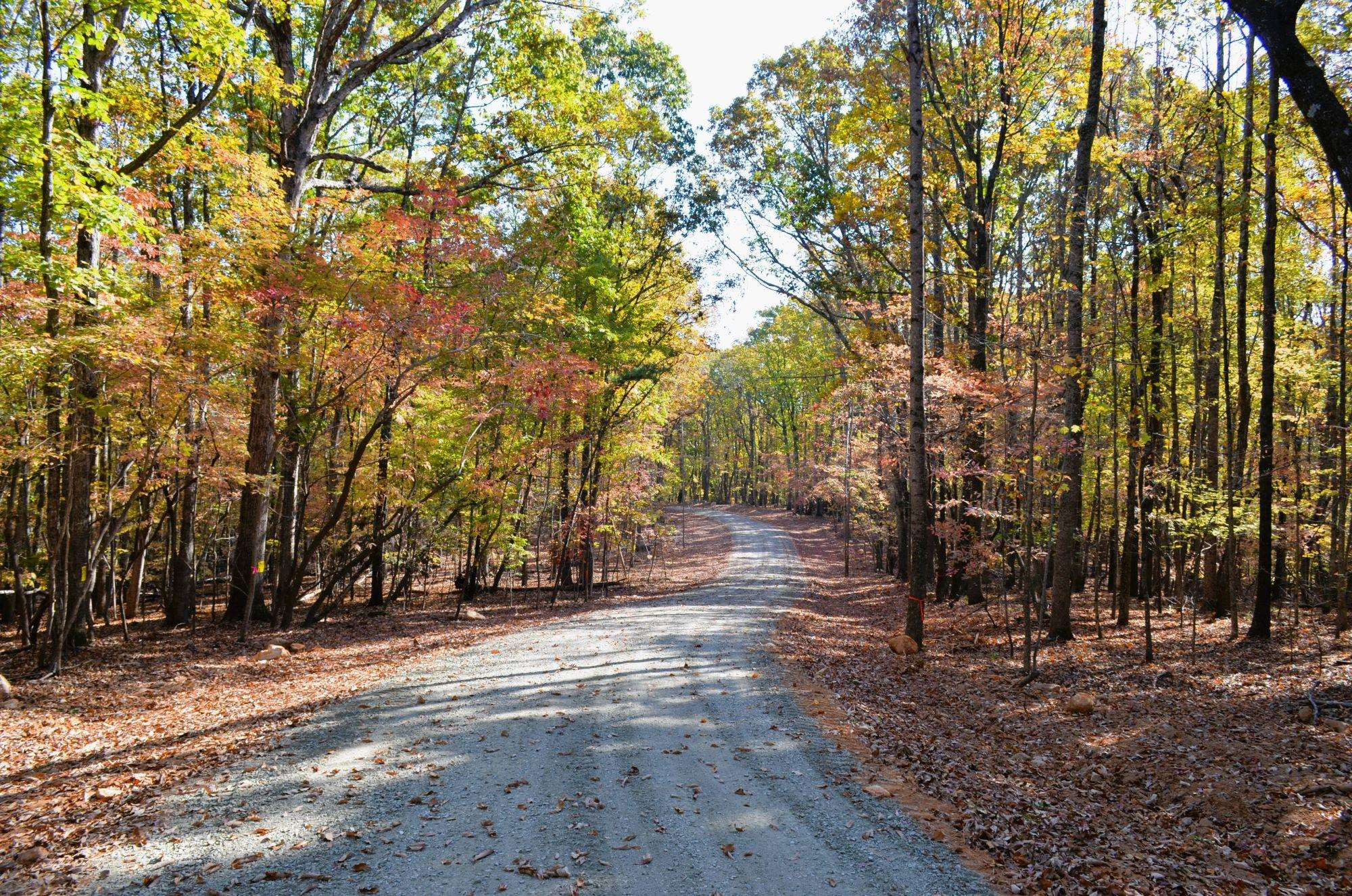 29 Fire Tower Drive Rougemont, NC 27572 - Photo 5 of 8 a view of road with trees