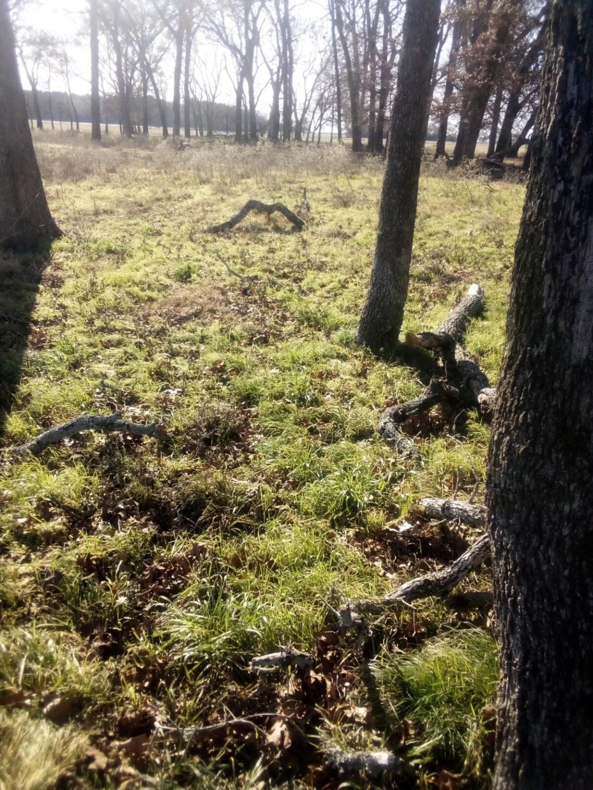 87 County Road 231 Centerville, TX 75833 - Photo 12 of 15