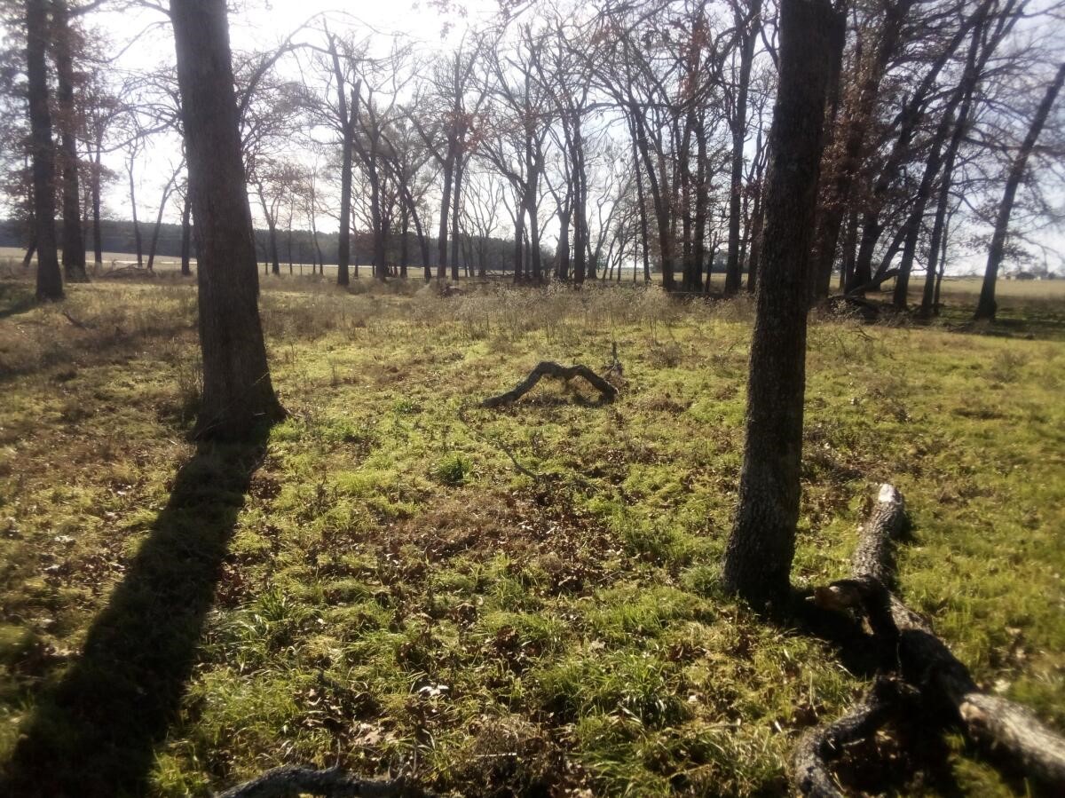 87 County Road 231 Centerville, TX 75833 - Photo 13 of 15 a view of a yard with trees