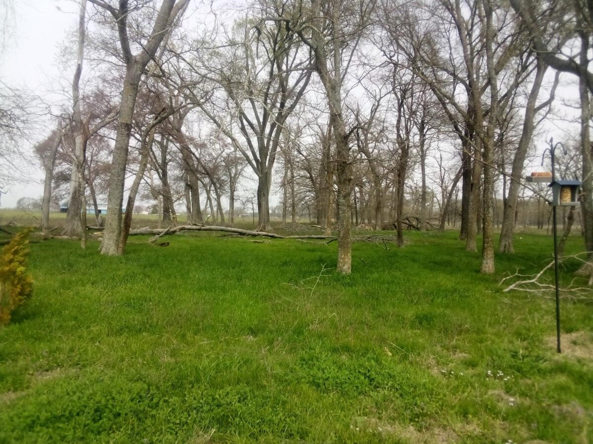 87 County Road 231 Centerville, TX 75833 - Photo 14 of 15 a green field with lots of trees