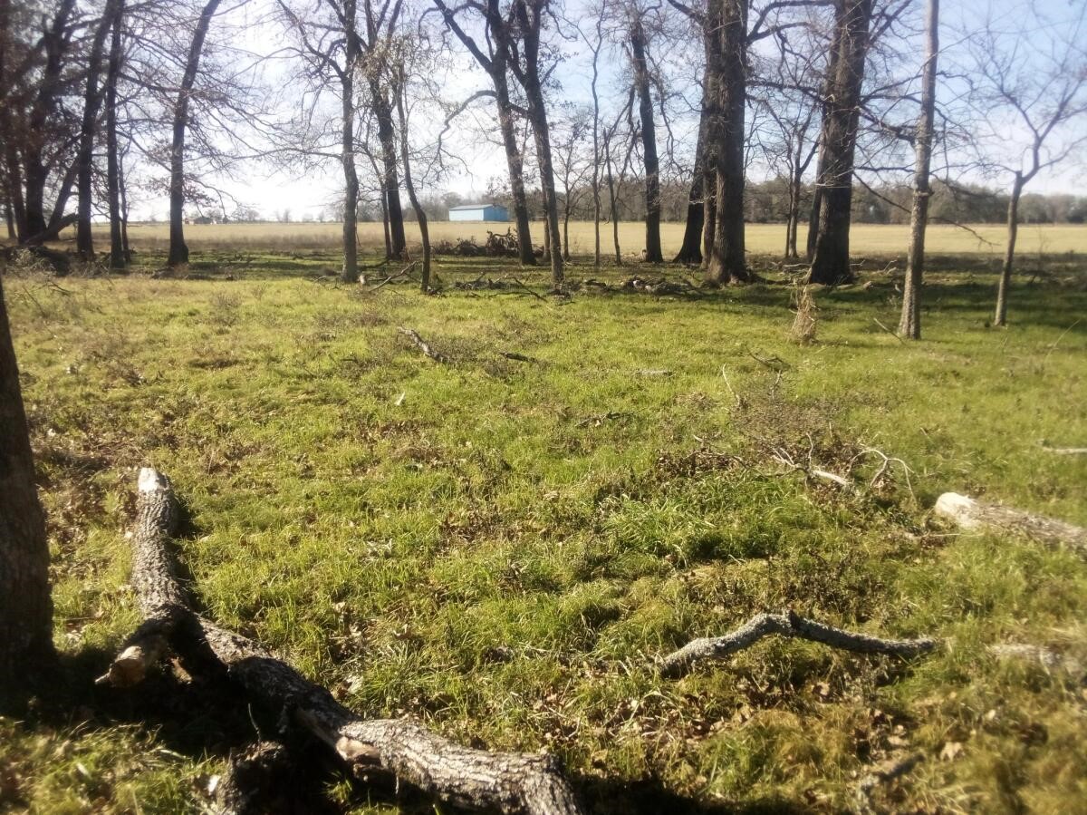 87 County Road 231 Centerville, TX 75833 - Photo 15 of 15 a view of yard with trees