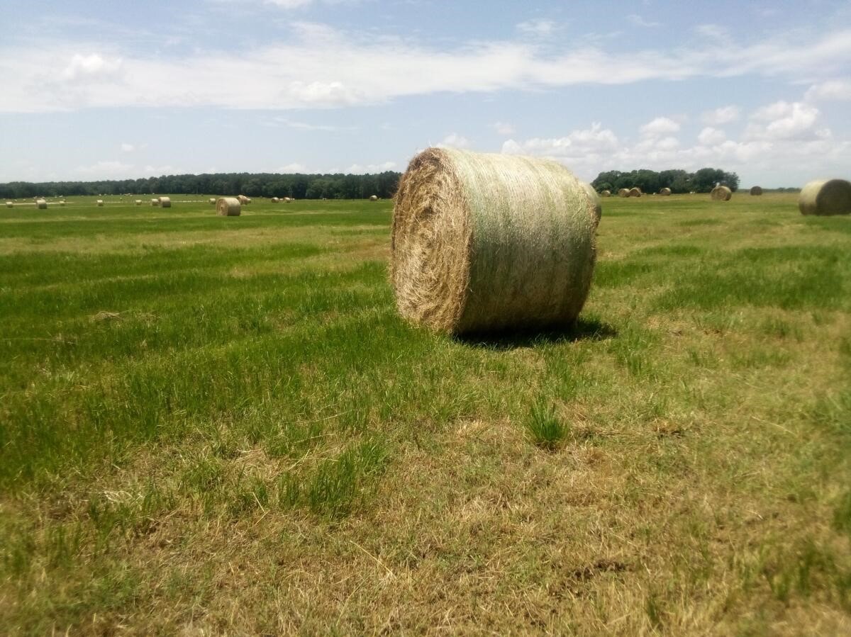 87 County Road 231 Centerville, TX 75833 - Photo 4 of 15 a view of a garden with an ocean