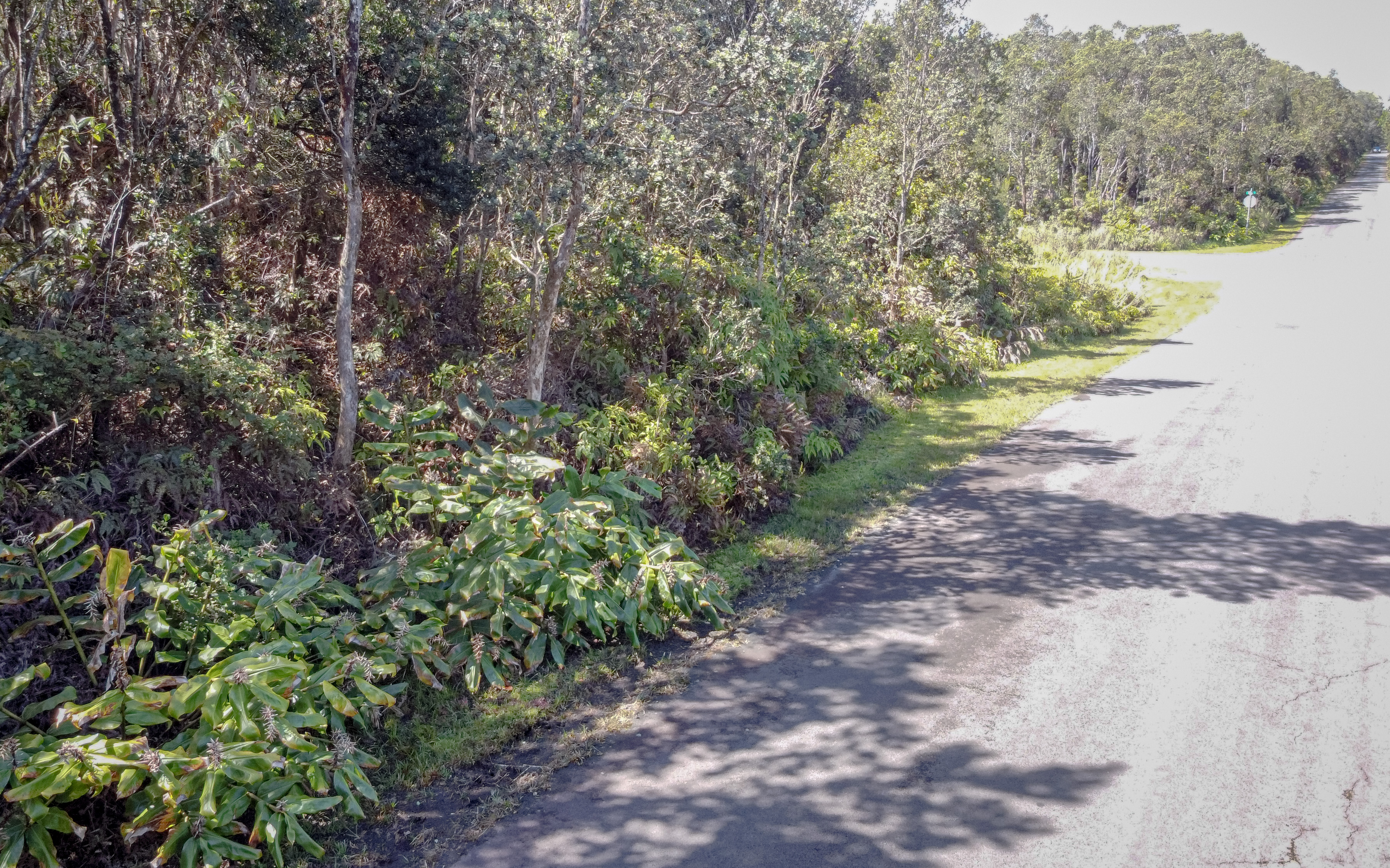 568 6th Street Volcano, HI 96785 - Photo 12 of 14 a view of a pathway both side of yard
