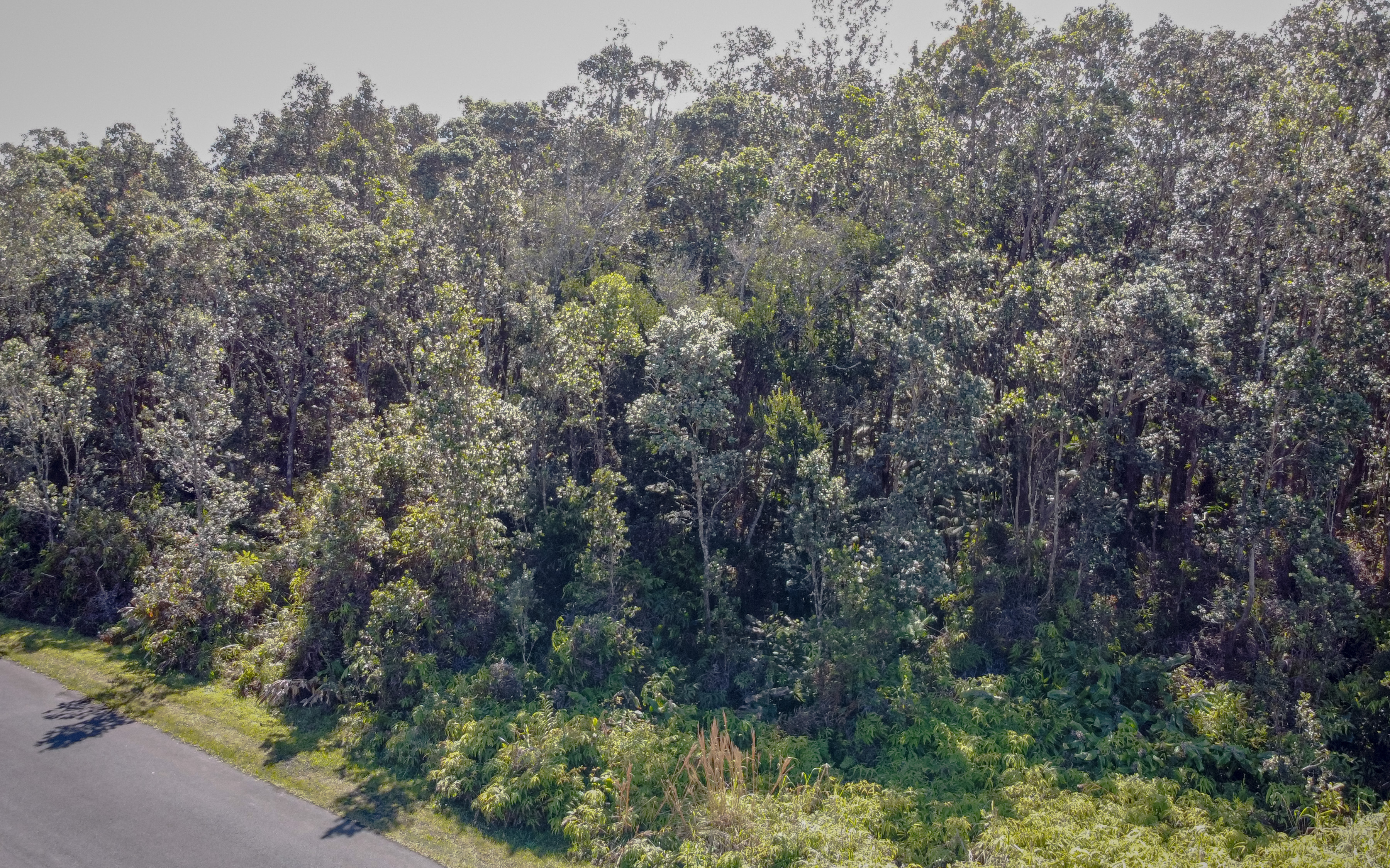 568 6th Street Volcano, HI 96785 - Photo 3 of 14 a view of a forest with trees in the background