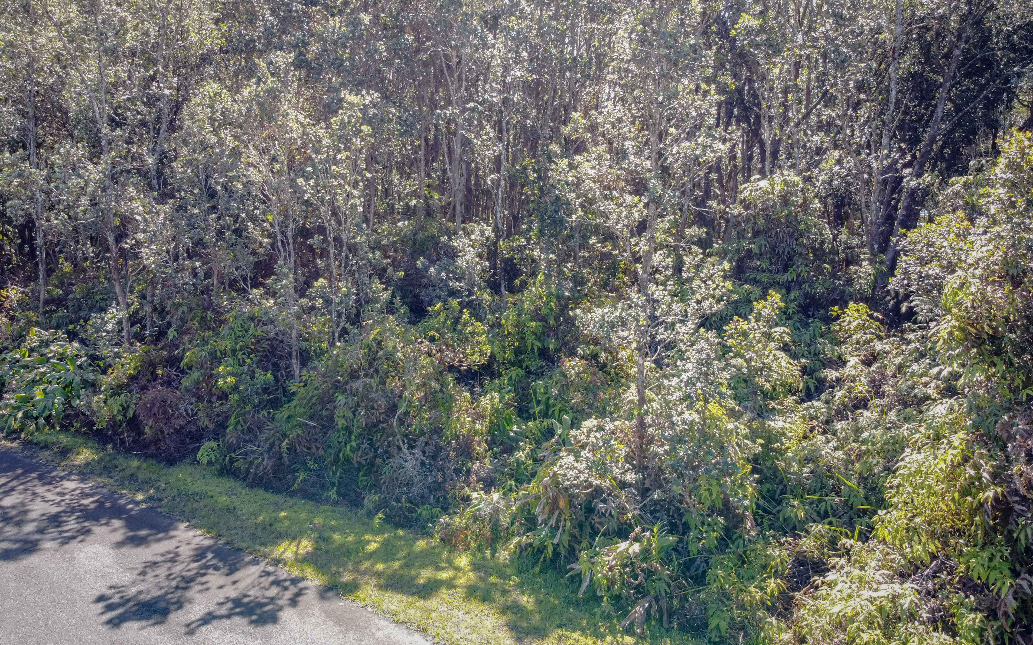568 6th Street Volcano, HI 96785 - Photo 8 of 14 a view of a forest with a tree