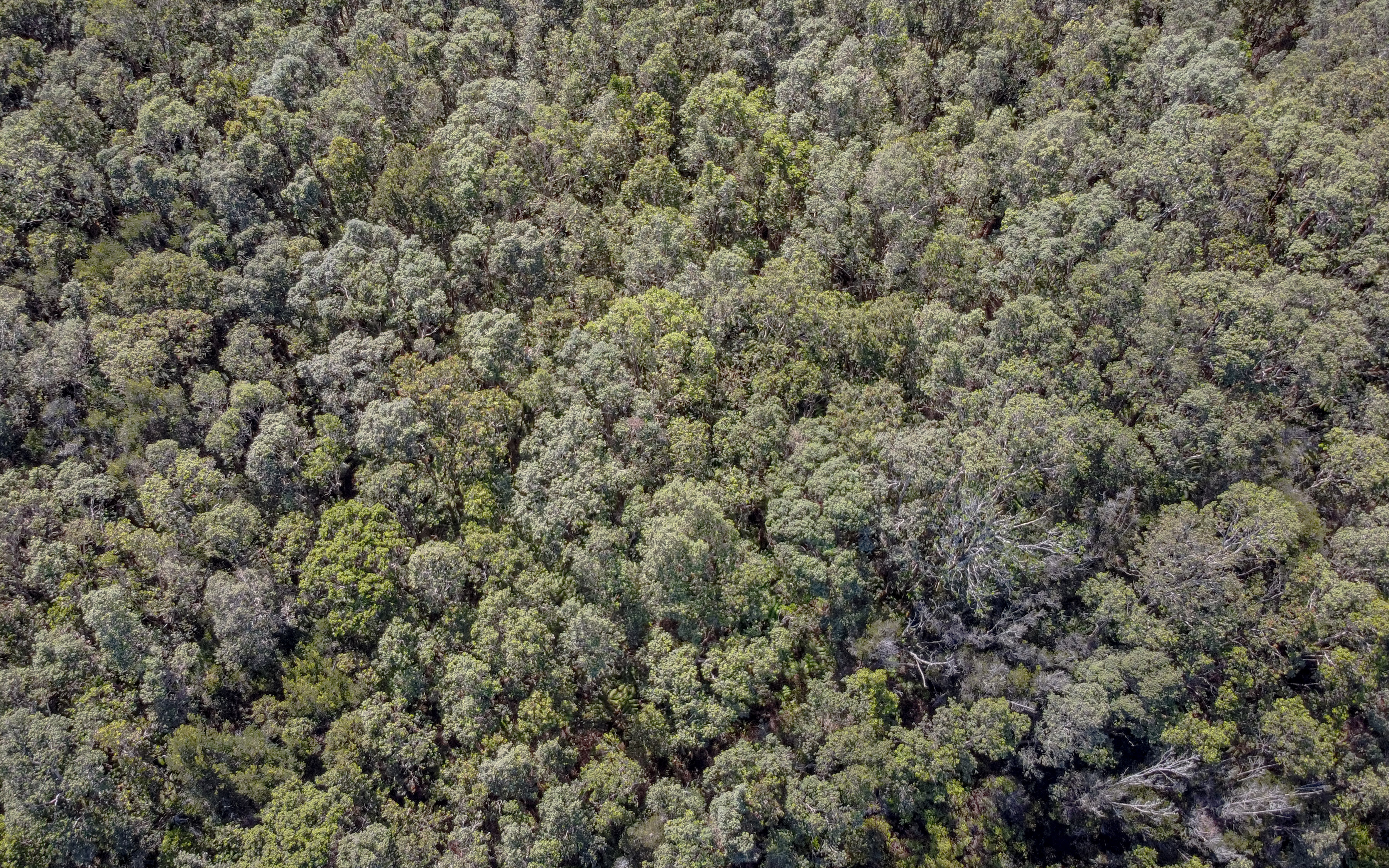 568 6th Street Volcano, HI 96785 - Photo 10 of 14