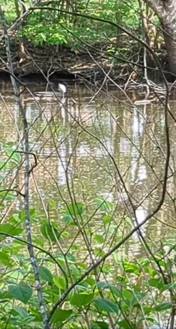 a backyard of a house with lots of green space and a lake view